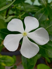 white frangipani flower