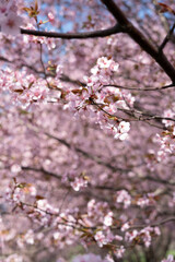 close-up view of cherry blossoms in full bloom with delicate pink petals and soft sunlight, capturing the essence of springtime in a serene, natural setting. canopy, beauty, inflorescence, bright