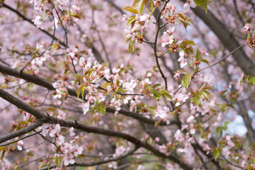 close-up of delicate cherry blossoms in bloom with soft pink petals and budding green leaves, capturing the essence of spring in a tranquil, nature setting with a blurred background. pastoral