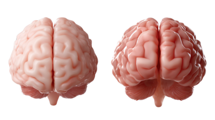 Brain anatomy visualization: A high-angle shot captures two detailed models of a human brain, highlighting the intricate folds and contours.