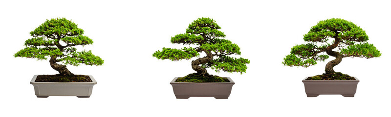 Traditional Japanese Bonsai Tree in Ceramic Pot Front Facing Transparent Background PNG