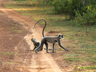 langurs on the road, sacred monkeys of sri lanka