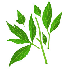 A detailed vector illustration of coneflower leaves with clean lines and vibrant green tones