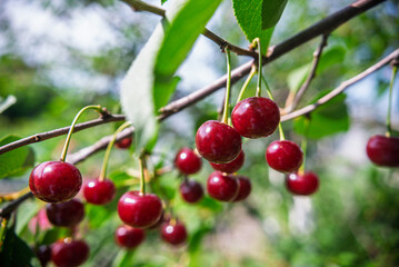Red cherries on a cherry tree branch with green leaves in sunlight.