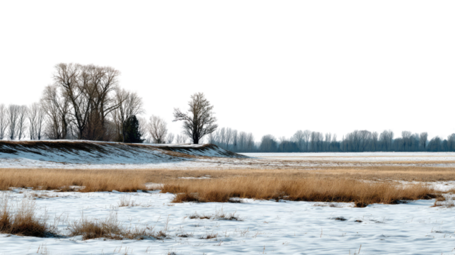 Winter Landscape: A serene winter landscape featuring snow-covered ground, tall grasses, and leafless trees under a bright sky.