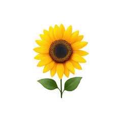 Obraz premium Bright and Vibrant Sunflower with Rich Yellow Petals and Detailed Center Against on transparent background