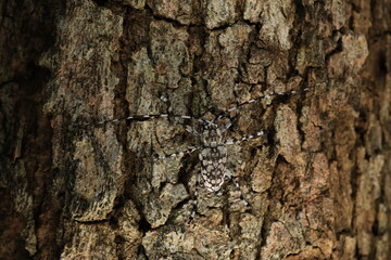Palimna annulata (long horned beetle)
, a most beautiful species with stunning colours and patterns. The camouflage pattern on the body matches the tree bark.
Namtok Tat Ton ,  Chaiyaphum , Thailand