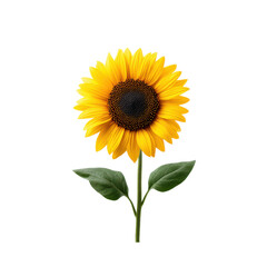 Obraz premium Bright and Cheerful Sunflower with Vibrant Yellow Petals and Dark Brown Center Against on transparent background