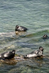 Fototapeta premium Байка́льская не́рпа, байкальский тюлень, Pusa sibirica, Baikal seal on the rocks