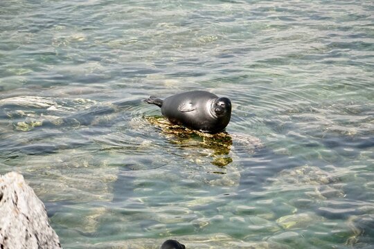 Байка́льская не́рпа, байкальский тюлень, Pusa sibirica, Baikal seal on the rocks