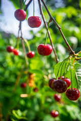 Red cherries hanging on a branch in the summer orchard with natural light.