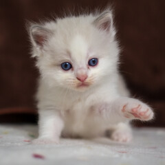 1 month old ragdoll kitten looking at the camera, domestic cat