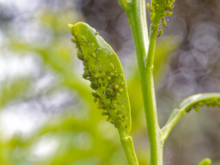 Close-up macro of green plant stem and leaves heavily infested with colony of small green aphids. Garden pest damage in natural outdoor setting.