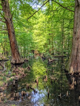 Taxodium trees, Italy