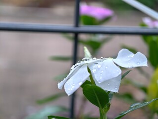 white flower in snow