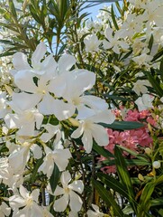 Nerium oleander flowers close-up