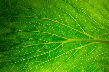 Green leafy vegetables close up macro,fresh lettuce green salad leaves close-up, vegetableClose-up macro green leaf texture.