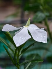 water drops on a leaf
