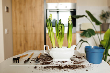 Spring houseplant care. Garden tools, hand and transplant shovel, rake, hyacinth flowers in new white pot after repotting, empty plastic pot, glass with water for watering and soil on table indoors
