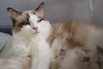 Mother Ragdoll cat feeding her kittens.