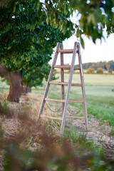 ladder on the tree