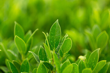 Green tea leaves macro close up,Close-up macro of green tea leaves and raindrops in the morning,Tea...