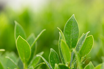 Green tea leaves macro close up,Close-up macro of green tea leaves and raindrops in the morning,Tea...