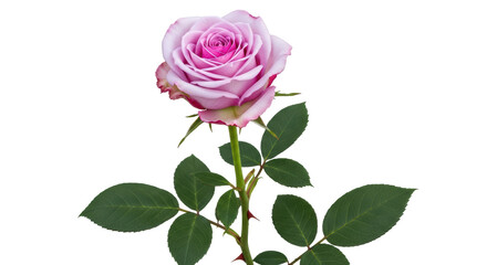 Isolated lilac rose flower