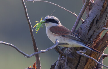 Red-backed shrike (Lanius collurio) sitting on a branch with large insect in it's beak. Small...