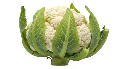 Isolated white cauliflower