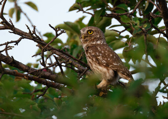 Little owl (Athene noctua) peeking in an apple tree, searching for prey.