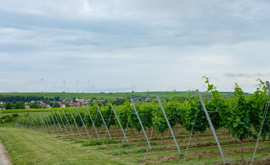 Obraz premium Riesling grape plantation. Saulheim, Rhineland-Palatinate, Germany in distance. The grapes for the Fürst Von Metternich Riesling Sekt sparkling wine grow in this vineyard. 