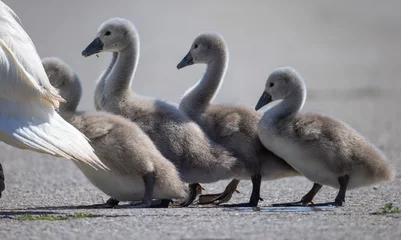 Fototapete Schwan Mute swan (Cygnus cygnus) chicks following their parents while crossing a paved road. Young waterfowl crossing road. Birds following their parents.  © Mod