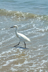 Snowy Egret Walking in Surf at Sandy Beach
