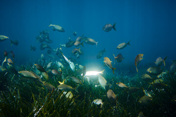 School of sarpa salpa in the mediterranean sea