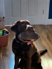 Chocolate Labrador with rugby ball toy
