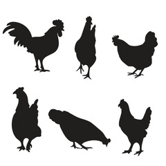 Cute Chicken Hen Vector Isolated
