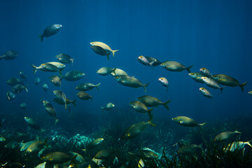 Fototapeta na wymiar School of sarpa salpa in the mediterranean sea