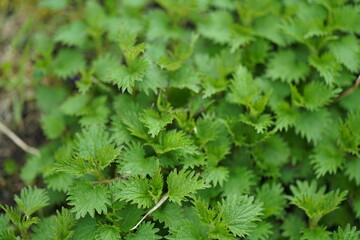 green leaves background