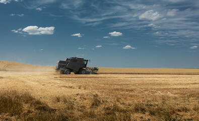 Fototapeta premium Harvesting combine in the wheat.