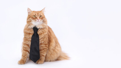 Ginger cat wearing black necktie sitting on white background. Studio portrait of stylish fluffy pet looking serious and elegant.