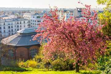Blooming sakura tree in spring in Montmartre, Paris, France