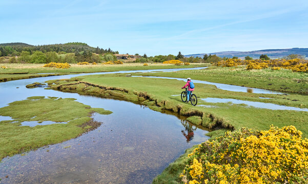active senior woman riding her electric mountain bike between blooming gorse in the wetlands of the Isle of Mull in Scotland, UK