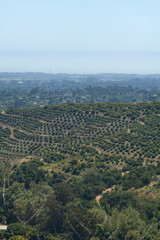 Planted Crop Rows in Agricultural Field with Blue Sky
