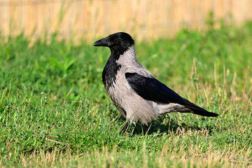 Nebelkrähe // Hooded crow (Corvus cornix)