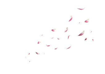Falling Lotus Petals on Transparent Background