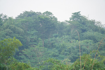 Green trees with thin mist surrounding them. Fresh and natural background.