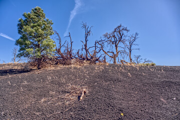 Burned trees on a volcanic rim in Coconino National Forest