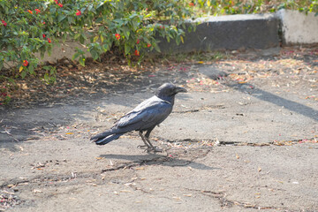 A hooded crow (Corvus cornix) walks through the park, searching for food.