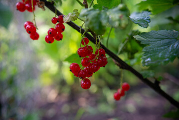 Red currant on the bush – macro shot 